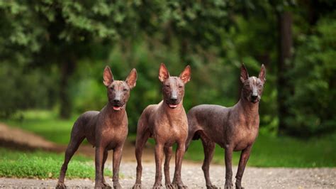 The 4 Hairless Dog Breeds - All You Need To Know