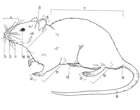 Rat External Features: Head and Neck Diagram | Quizlet