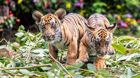 Live: Cute South China Tiger cubs turn one month old - CGTN