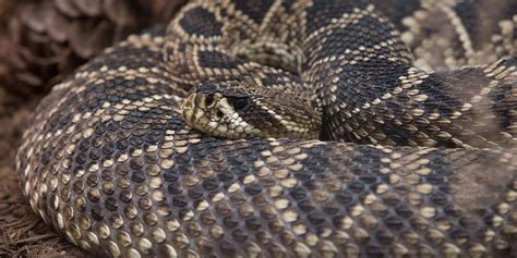 Eastern Diamondback Rattlesnake