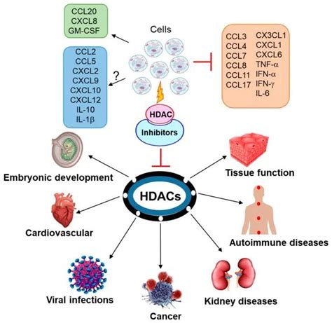 HDAC Inhibitors, Agonists and Modulators - BOC Sciences