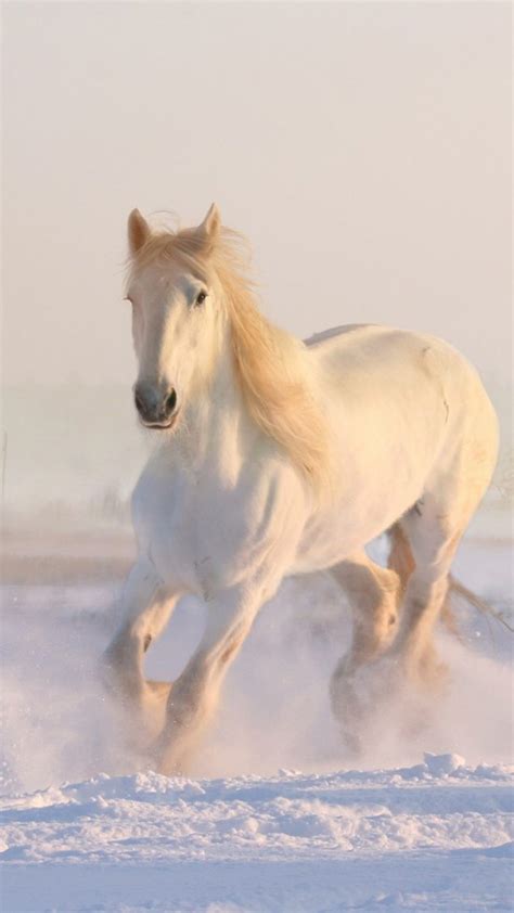 White Horse Running Winter Snow 4K Ultra HD Mobile Phone Wallpaper