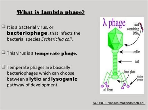 Lambda Virus Structure - The Many Meanings of Lambda - LambdaGeneration - Success starts with ...