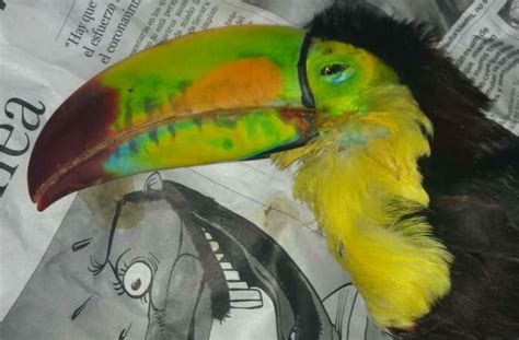 State Government denounces death of toucan before Profepa - The Yucatan Times