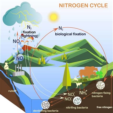 Nitrogen Cycle Steps For Kids