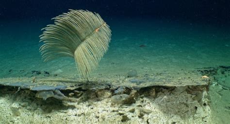 Coral reef discovered within Ecuador's Galapagos Marine Reserve ...