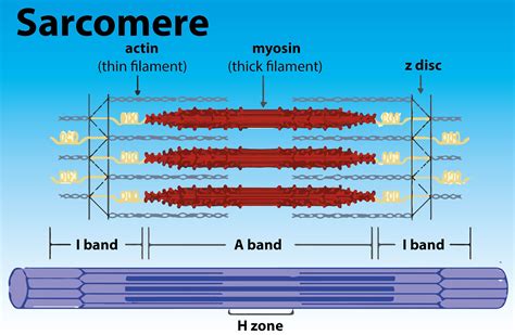 Sarcomere Diagram Labeled