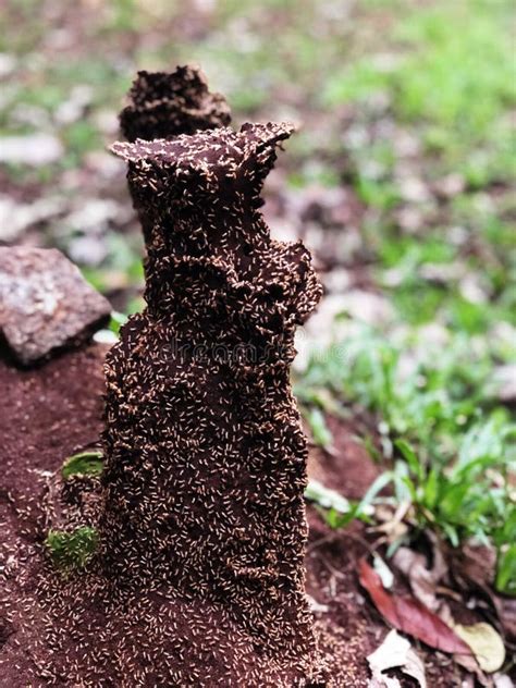 Termitarium stock photo. Image of termite, soil, nature - 35662662