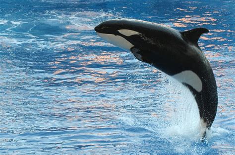 15 Facts About Killer Whales | Always Learning!