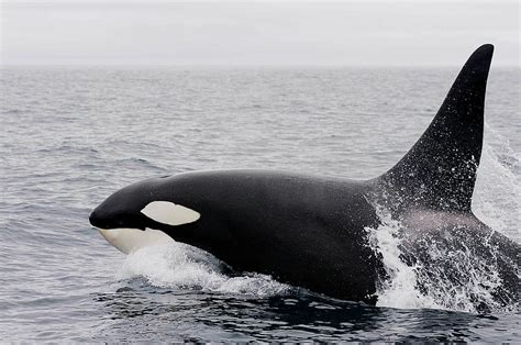 HD wallpaper: Orca showing head above water, killer whale, orcinus orca, orka | Wallpaper Flare