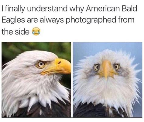 Bald Eagle From The Front Meme - Meme Walls