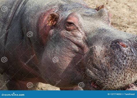 Hippo Face Close Up stock photo. Image of encounter - 137774032