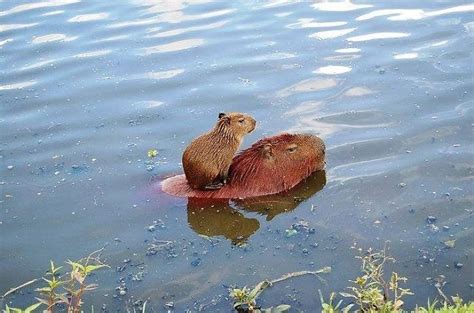 Los Momentos Más Bellos Captados sobre La Parentalidad del Reino Animal | Cute animals, Capybara ...