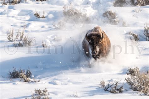 Bison Cow Running In Snow – Tom Murphy Photography