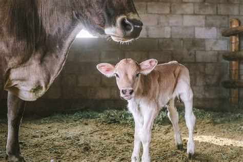 Caring for a Cow and Her Calf After Delivery • The Prairie Homestead