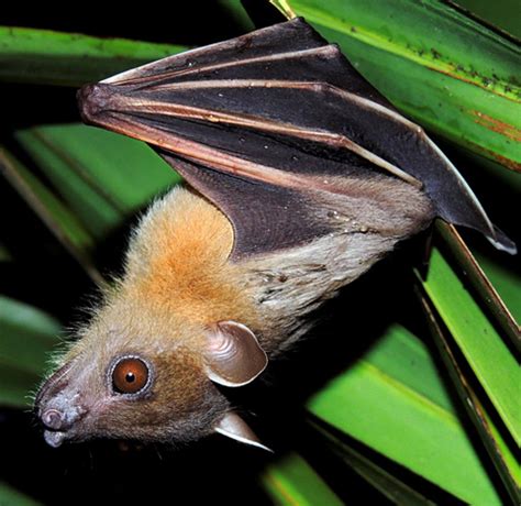 Greater short-nosed fruit bat (Cynopterus sphinx)