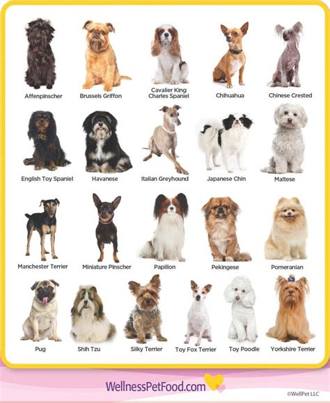 Types Chihuahua Breeds | Dog breeds list, Dog breeds medium, Toy dog breeds