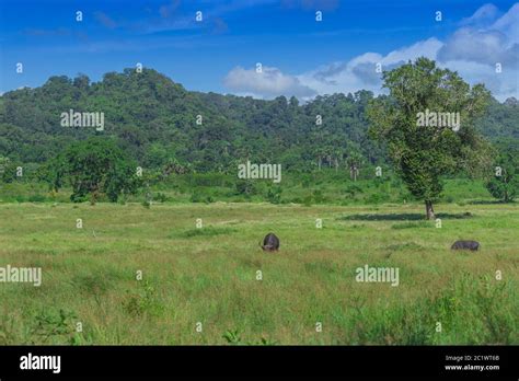 Beautiful Landscape of Savanna Sadengan, Alas Purwo National Park ...