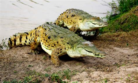 Orinoco Crocodile Pictures - AZ Animals