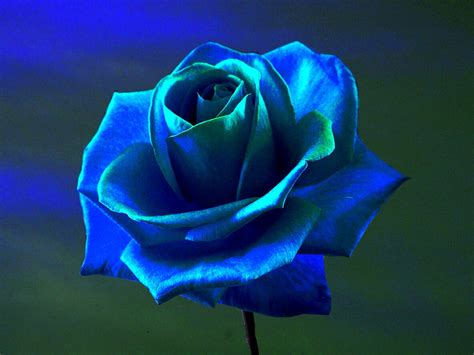 rose, Blue Rose, Flowers, Blue Flowers Wallpapers HD / Desktop and Mobile Backgrounds