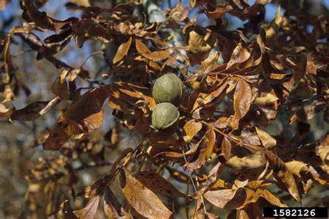 Arkansas Tree Database - Mockernut Hickory