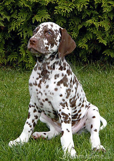 Brown Dalmatian Puppy