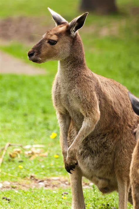 Kangaroo Free Stock Photo - Public Domain Pictures