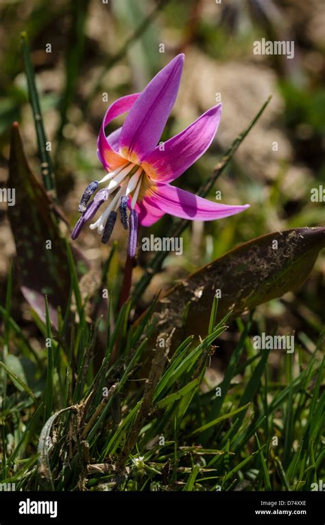 Erythronium dens canis Stock Photo - Alamy