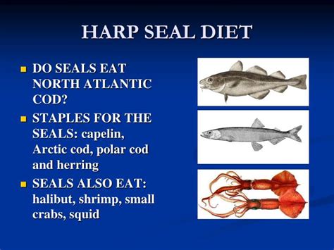 PPT - Harp Seals and the Canadian Harp Seal ‘Hunt ’: Ecological and ...