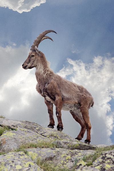 Ibex - Animal Facts and Information