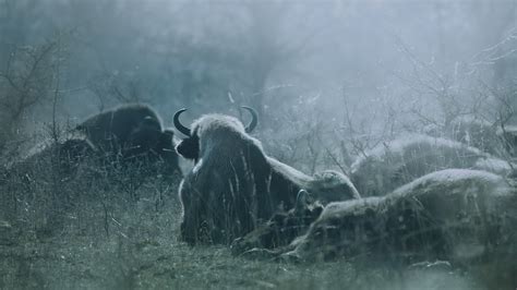 European Bison on Behance