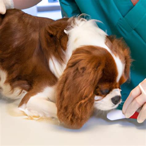 Cavalier King Charles Spaniel Allergies: Understanding and Managing ...