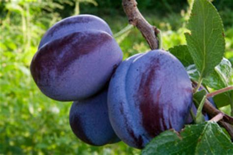 Damson - Varietires, Recipes, Nutritional Value and Growing Conditions