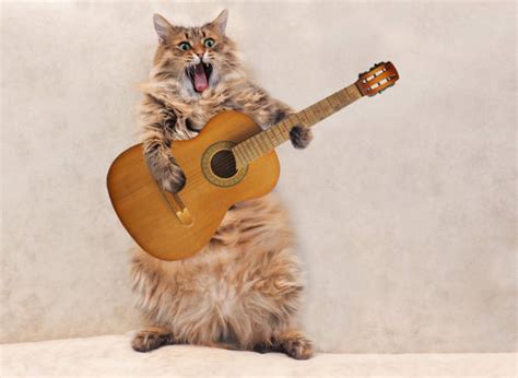 1,100+ Cat Playing Guitar Stock Photos, Pictures & Royalty-Free Images ...