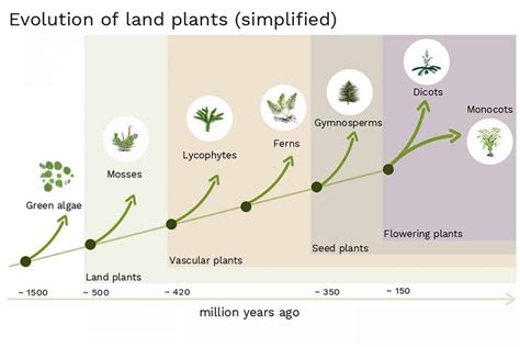 How plants evolved to follow gravity