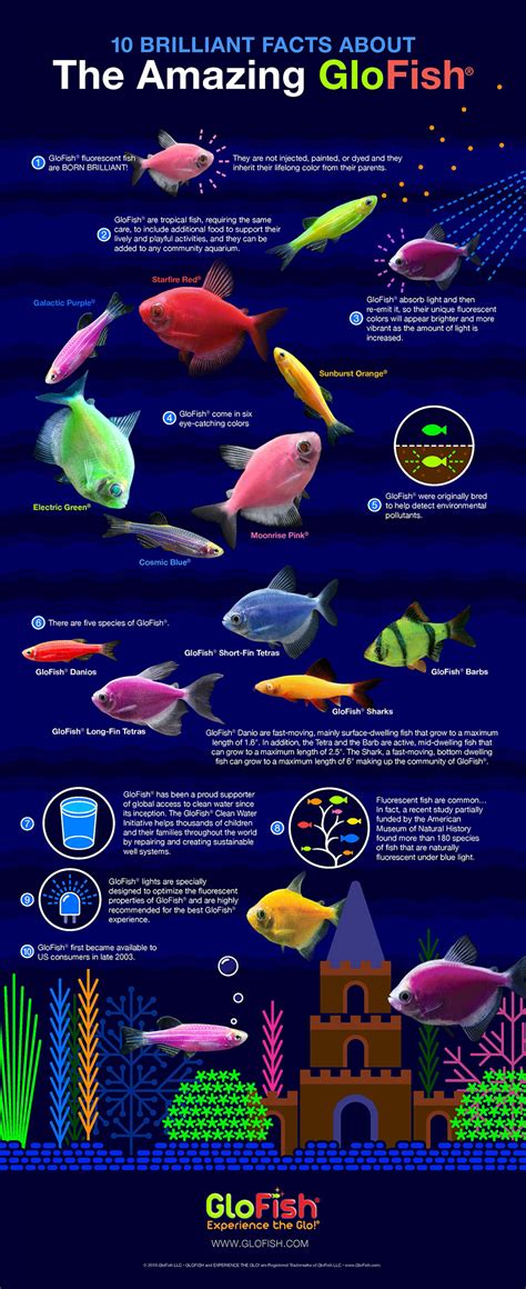 GloFish Infographic | Tetra®