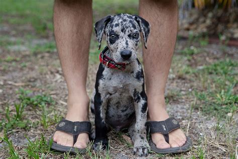 Louisiana Catahoula Leopard Dog Info, Temperament, Puppies, Pictures