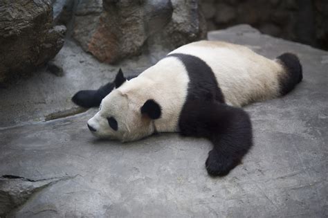 Giant pandas in captivity may be suffering from 'jet lag'