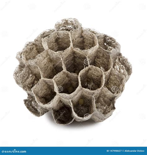 Wasp nest stock image. Image of wasp, white, nature - 147998627