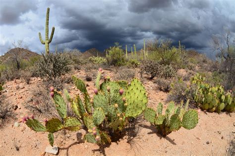 Sonoran Desert Cacti Cacti, Cactus Plants, Desert Cactus, Sonoran Desert, Planting Bulbs ...