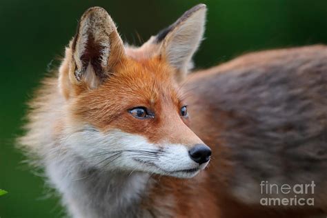 European Red Fox Photograph by Willi Rolfes | Fine Art America