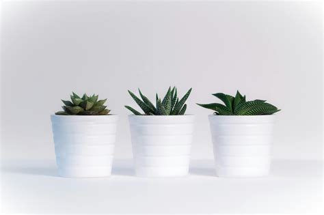 Three Green Assorted Plants in White Ceramic Pots · Free Stock Photo