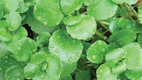 Watercress | plant | Britannica