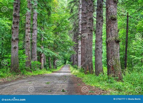 Road through Old Larch Forest Stock Image - Image of beautiful, road: 2762777