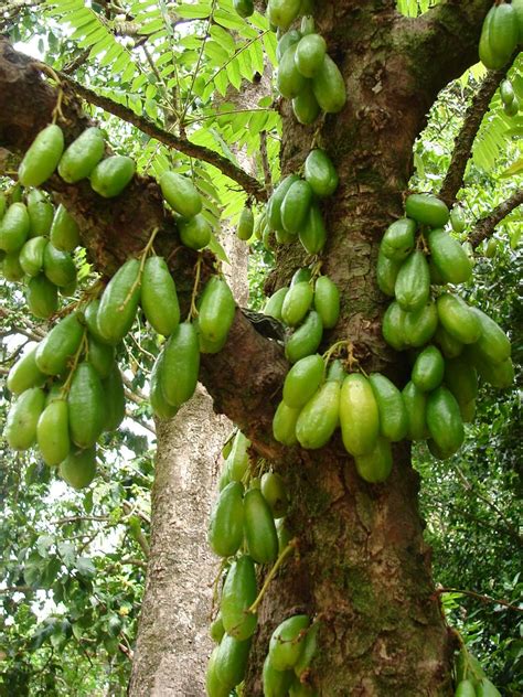 BiLiMBi SEEDLING Averrhoa bilimbi Exotic PICKLE FRUIT Cucumber Tree LIVE Plant | eBay