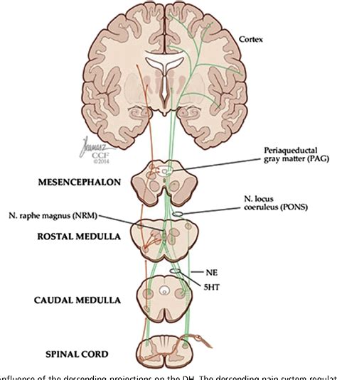 Figure 3 from Basic anatomy and physiology of pain pathways. | Semantic ...