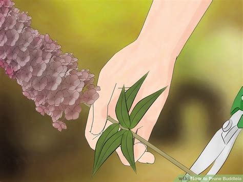 How to Prune Buddleia: 7 Steps (with Pictures) - wikiHow