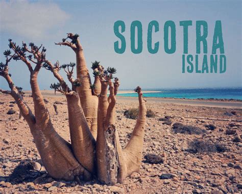 Geo-Joint: Socotra Island | Maps.com.com