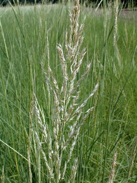 Giant Reed (Phragmites australis)