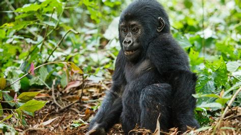 What makes mountain gorilla trekking fun ? | Gorilla Trekking Tips